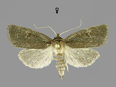 A. dissoluta