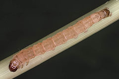 A. dissoluta