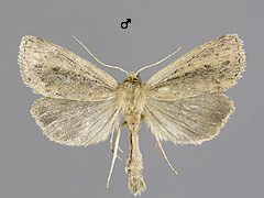 A. neurica