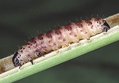 A. phragmitidis