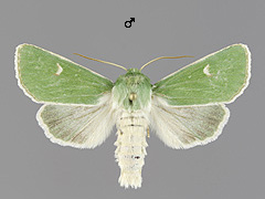 C. tridens