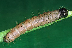 C. tridens