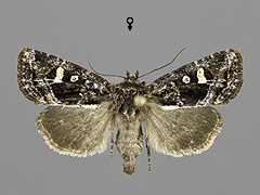 C. haworthii