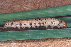 C. haworthii