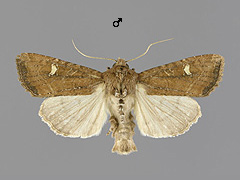 H. leucostigma