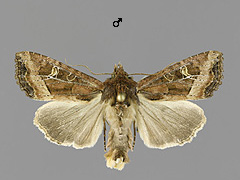 H. leucostigma