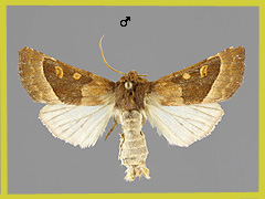 C. cervago