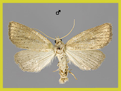 C. rufa