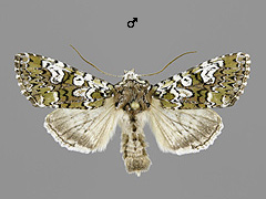 C. gemmea