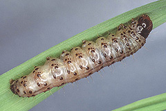C. gemmea