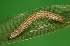 D. pygminus
