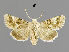 E. ochroleuca