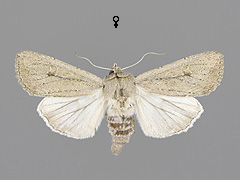 F. zollikoferi