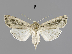 F. zollikoferi