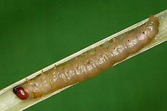 F. zollikoferi
