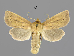 G. algae