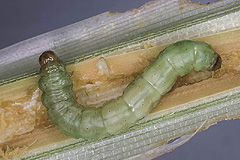 G. algae