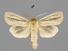 G. sparganii