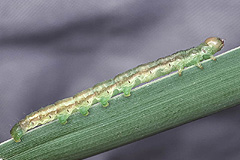 G. sparganii