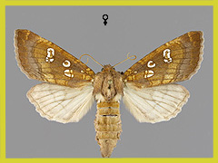 G. borelii