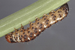 G. flavago