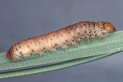H. leucostigma