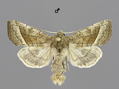 H. micacea