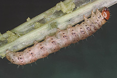 H. micacea