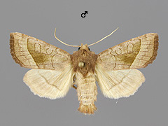 H. nordstroemi