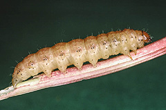 H. nordstroemi