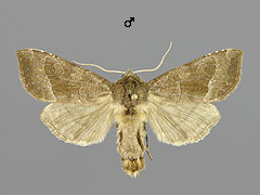 H. petasitis