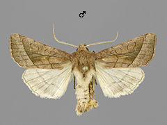 H. ultima