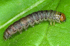 H. ultima
