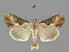 L. ophiogramma