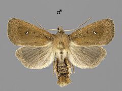 L. geminipuncta