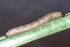 L. geminipuncta
