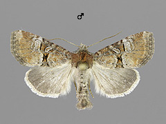 L. literosa