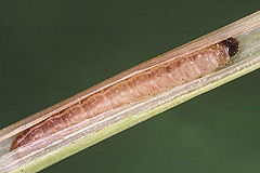 L. literosa