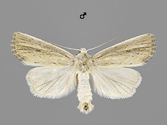 L. elymi