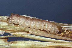 L. elymi
