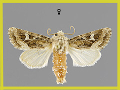 L. dumerilii