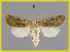 L. nickerlii