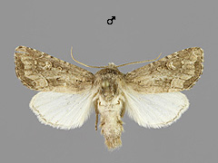 L. testacea