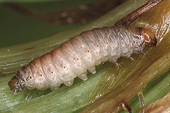 L. testacea