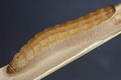 M. didyma