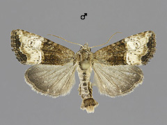 M. furuncula