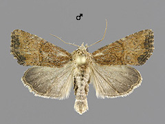 M. furuncula