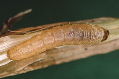 M. furuncula