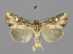 M. didyma