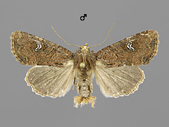 M. didyma